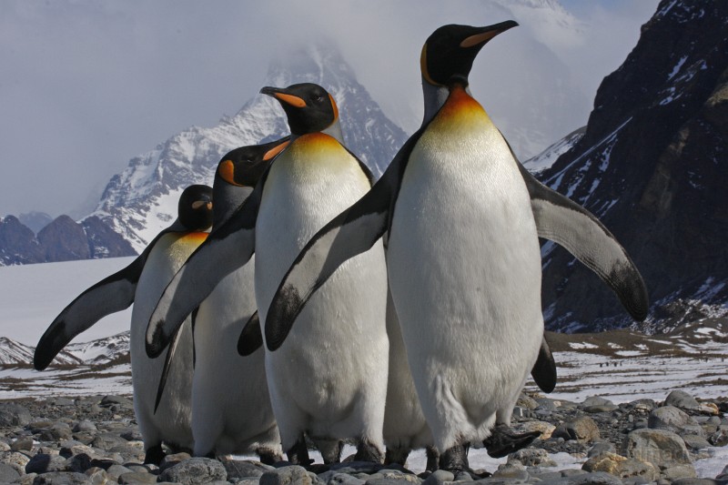 IMG_4265c.jpg - King Penguin (Aptenodytes patagonicus)